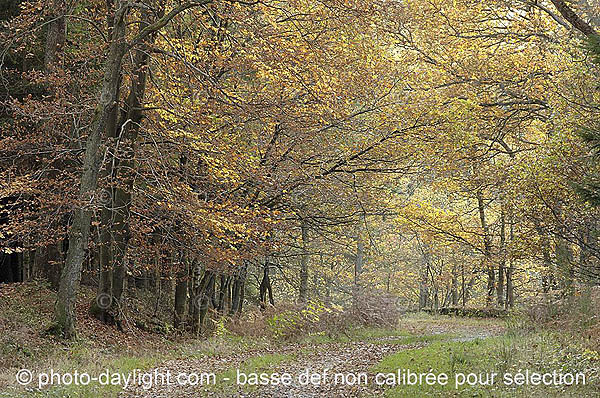 bois en automne